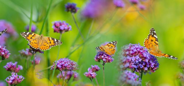 Flowers and butterflies